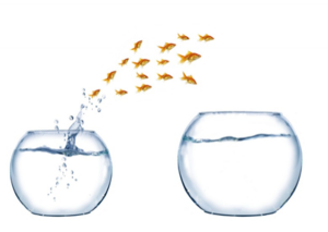 Benutzerakzeptanz und Einsatz von Videokonferenzen