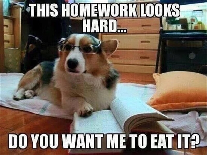 meme del cane che ha mangiato i miei compiti